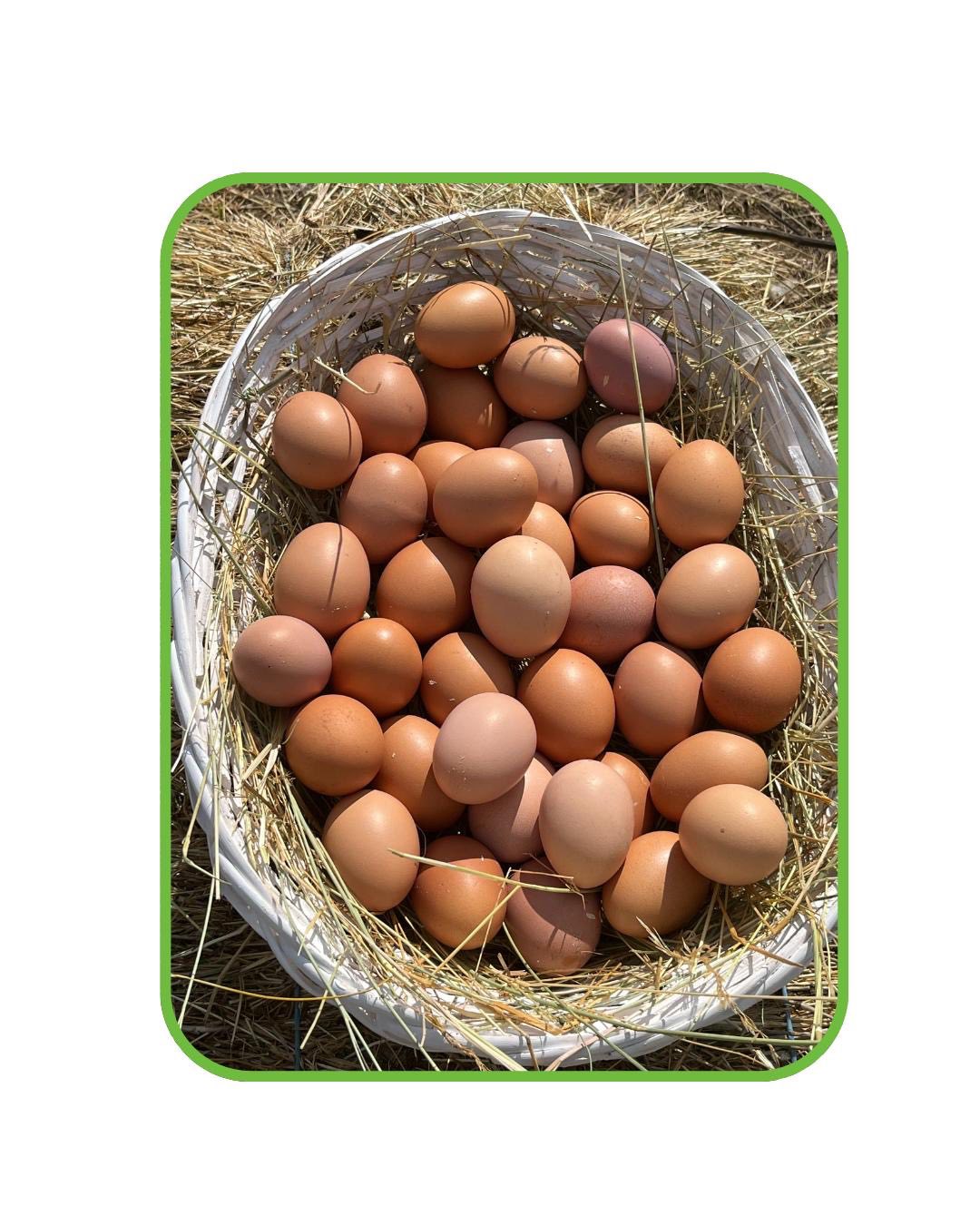 Svježa Domaća Jaja - 30 Komada